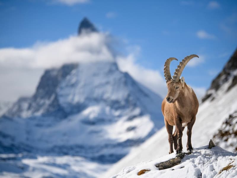 Exklusives Grundstück in erstklassiger Lage!!! Genießen Sie einen traumhaften Blick auf das Matterhorn. (1)