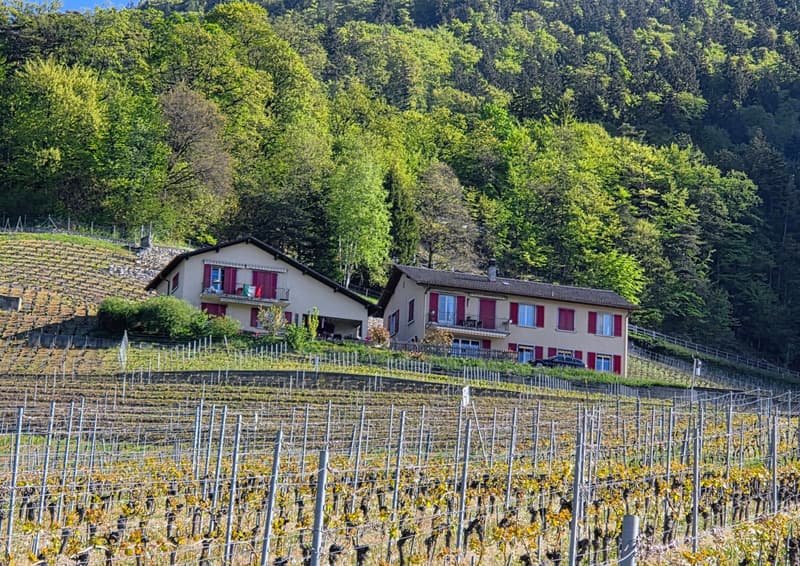 2 Maisons individuelles avec vue panoramique à Yvorne (3)
