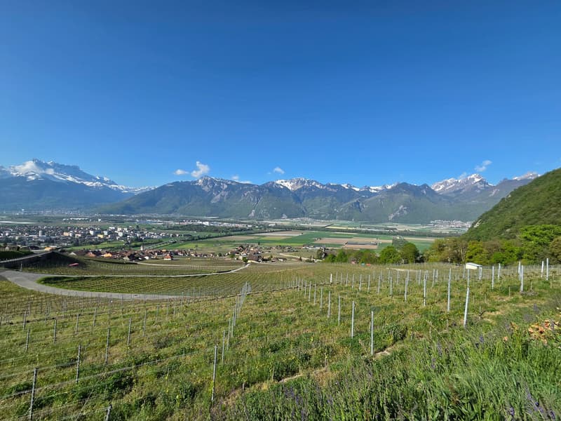 2 Maisons individuelles avec vue panoramique à Yvorne (2)