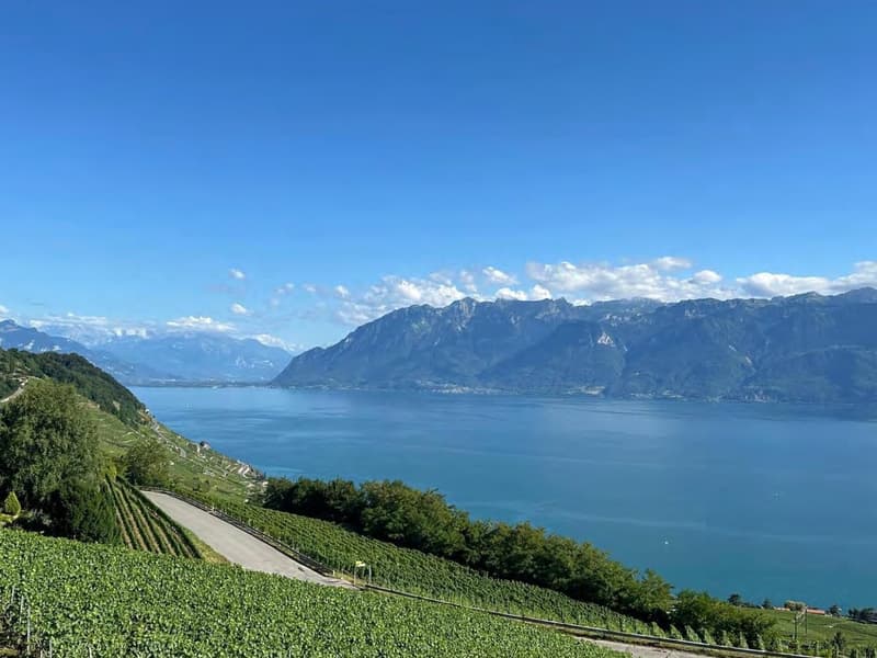 View of a lake, mountains, and a vineyard landscape