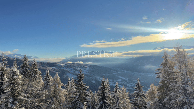 Snow covered pine trees, mountains in the background, sunrise