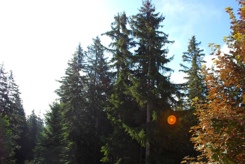Charmant studio à louer à Crans-Montana (7)