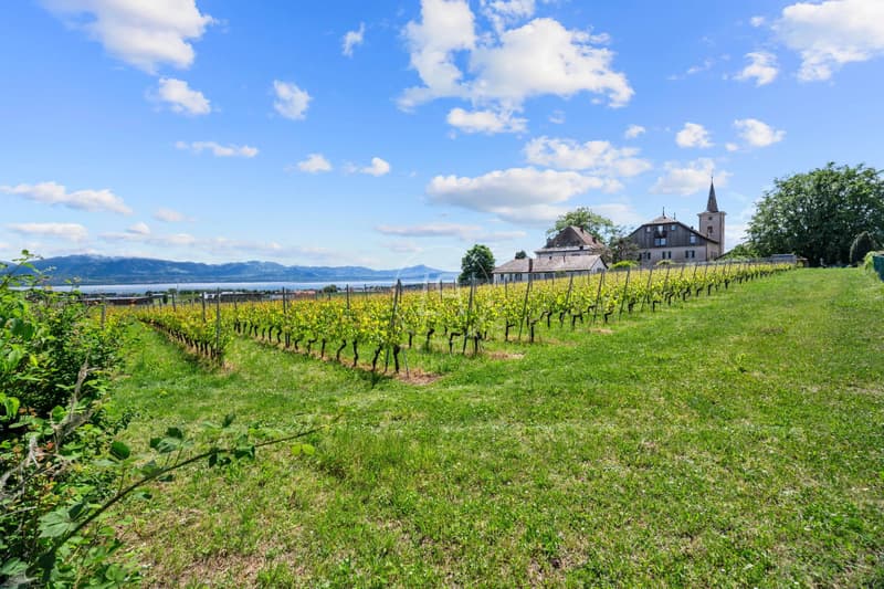 Vignes