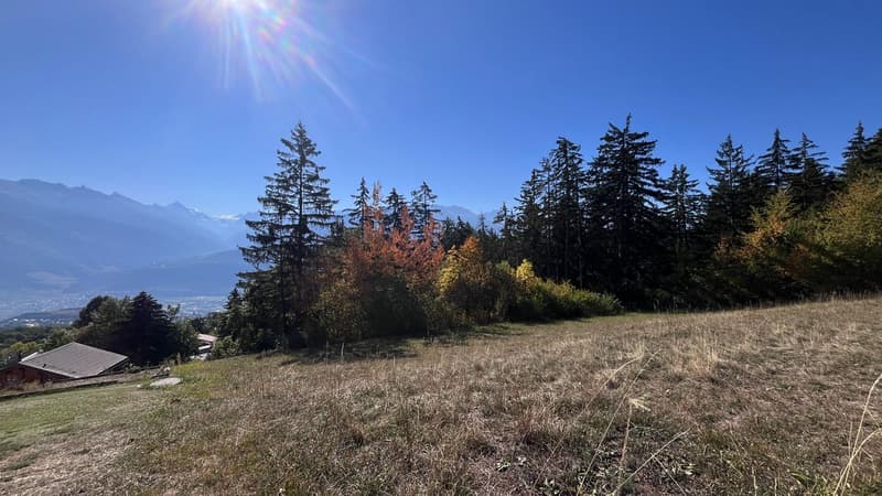 Vue du haut de la parcelle