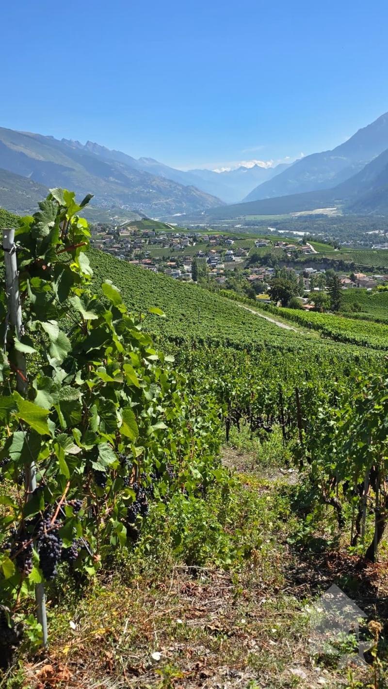 Promotion de 2 villas mitoyennes de 4.5 pces au calme, vue panoramique (13)