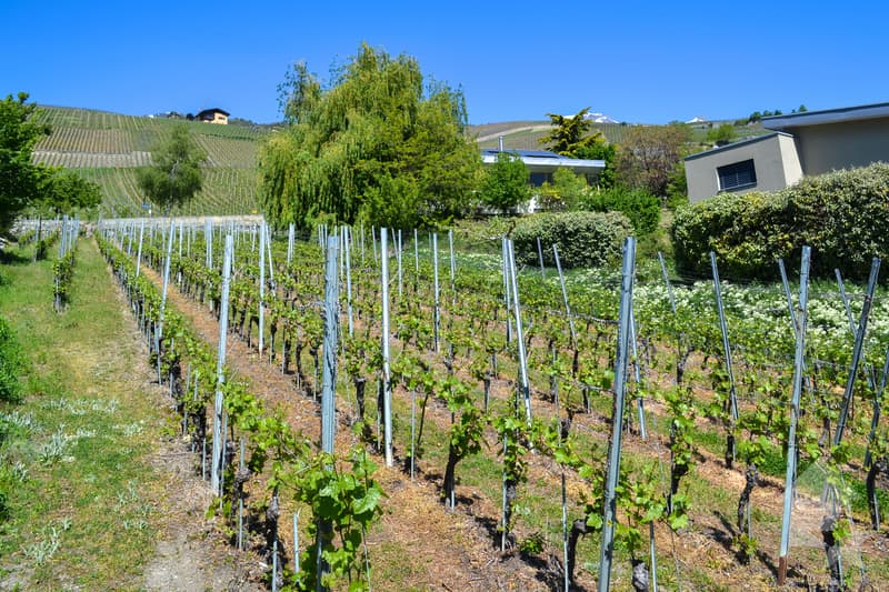 Magnifique parcelle surplombant Sierre dans zone villa de 1'099 m2 (9)
