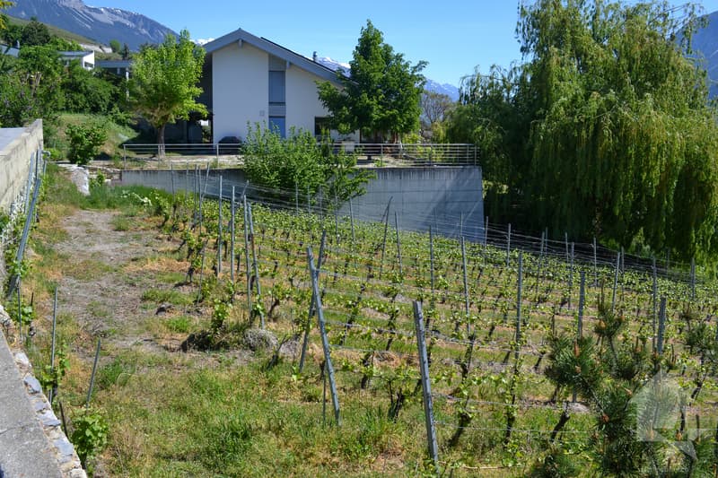 Magnifique parcelle surplombant Sierre dans zone villa de 1'099 m2 (4)