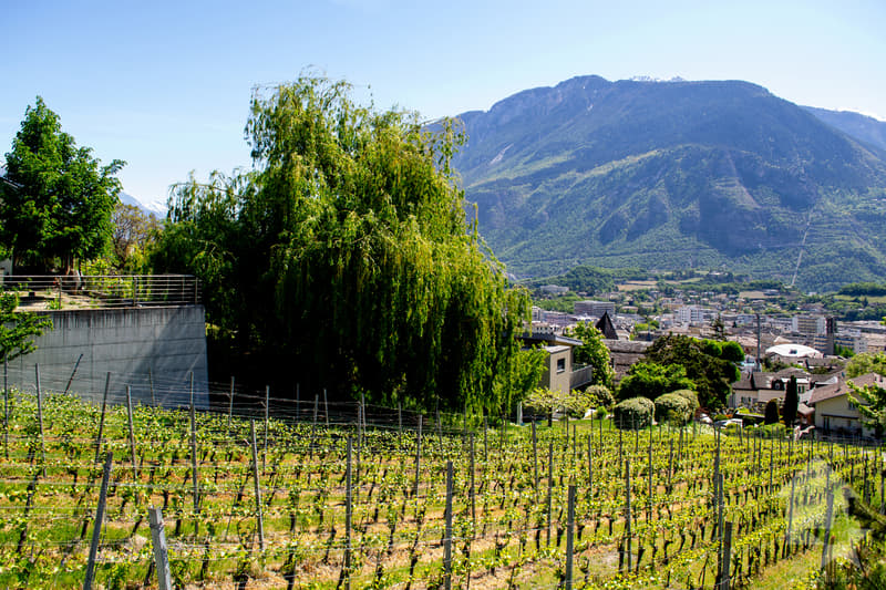 Magnifique parcelle surplombant Sierre dans zone villa de 1'099 m2 (3)
