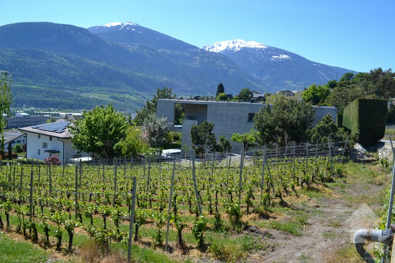 Magnifique parcelle surplombant Sierre dans zone villa de 1'099 m2 (6)