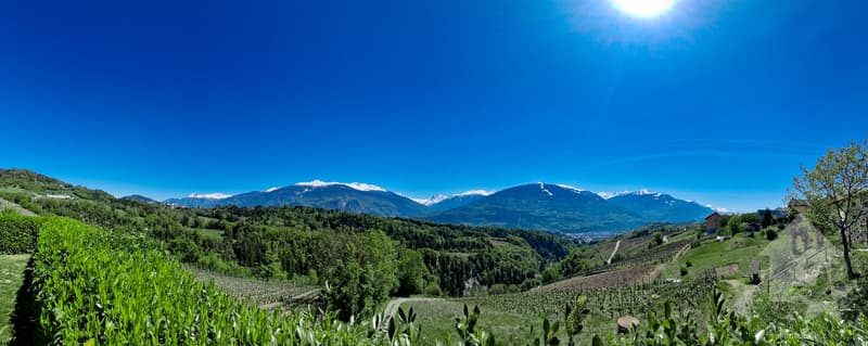 Villa de 5.5 pièces en bordure de vignes, vue splendide, calme, ensoleillé (12)
