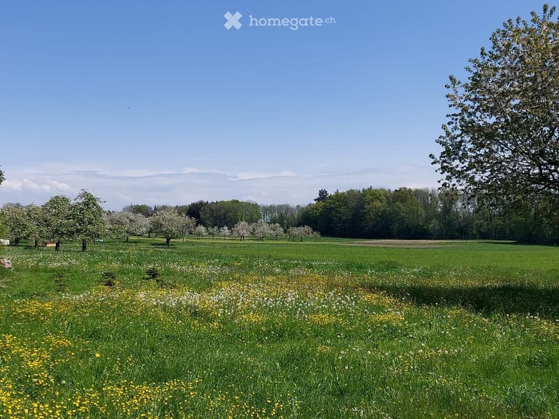 6 1/2-Zimmer-Hausteil mit Garten, ruhige Lage, Aussicht (5)