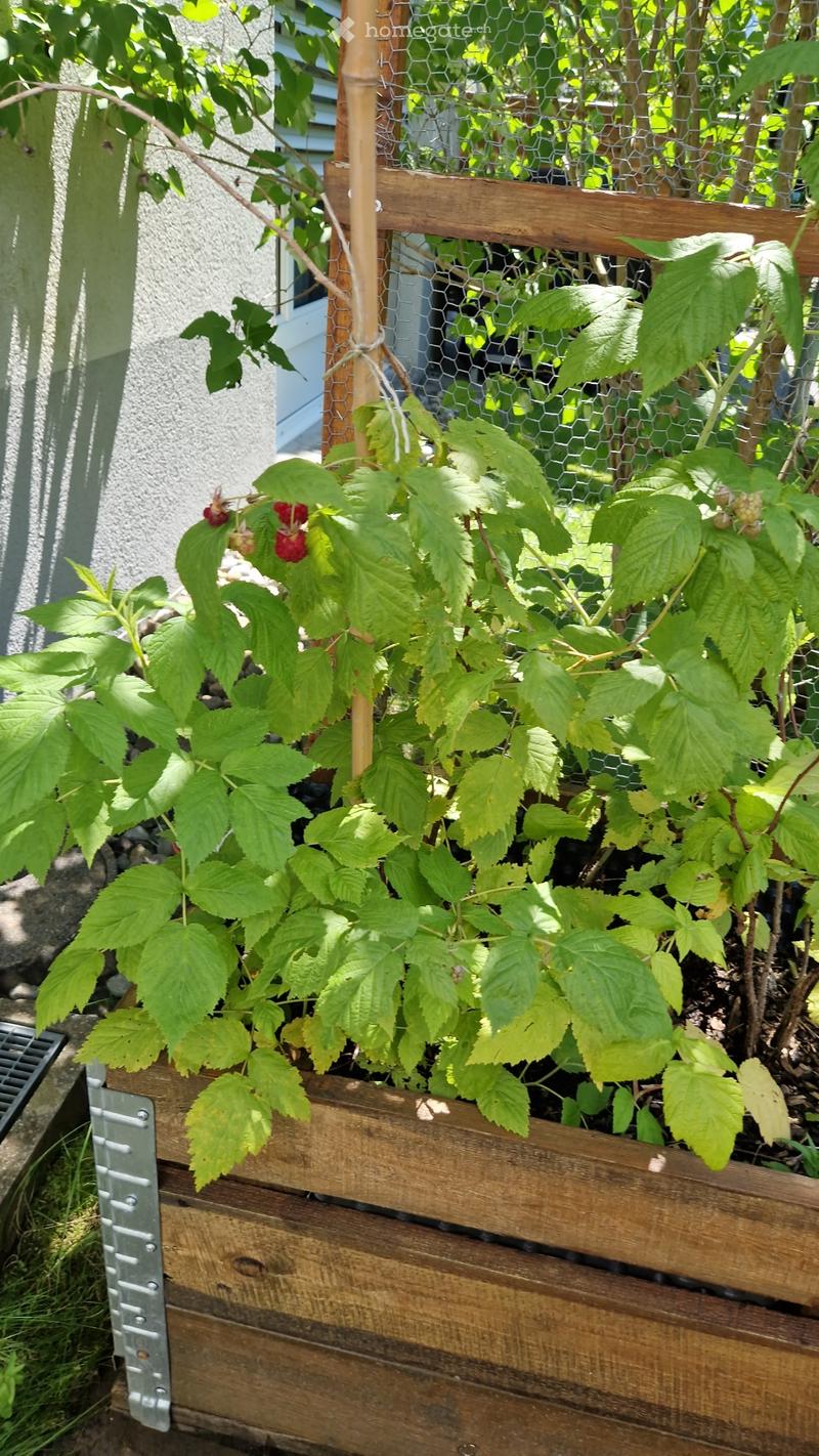 Häuschen  mit ein bischen Umschwung (3)