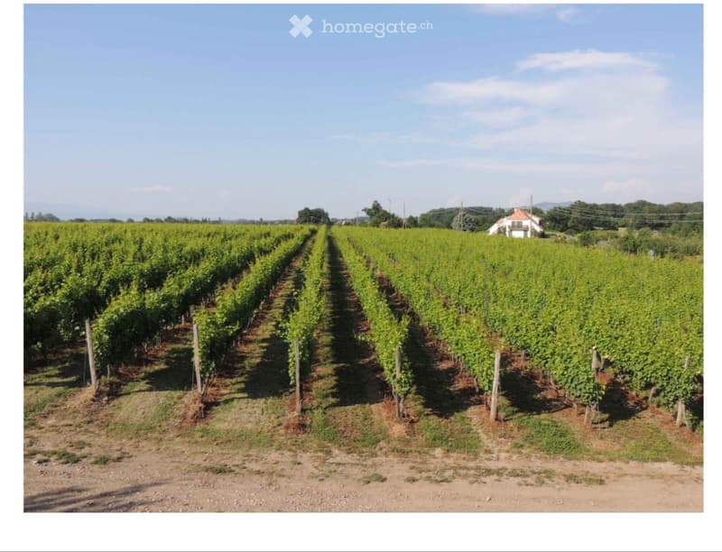 SOUS-LOCATION TEMPORAIRE  MAISON FAMILIALE RIVE GAUCHE (GE) (5)