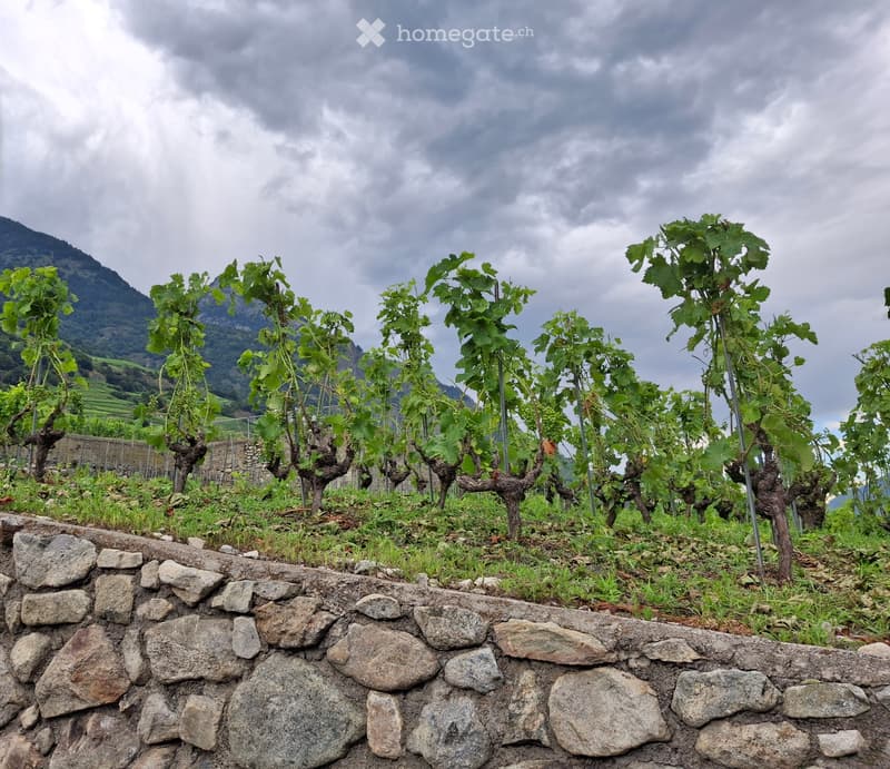 A vendre maison 59 m2 balcon caves vignes (5)