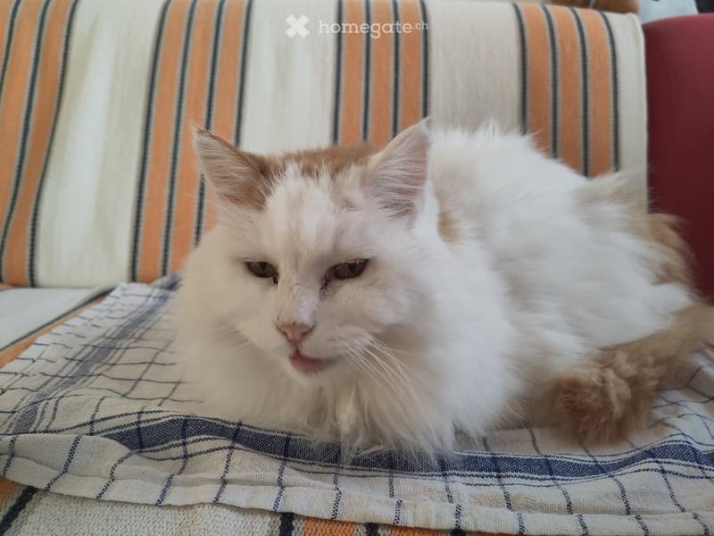 2,5 p. à sous-louer septembre et à partager avec notre chat (4)