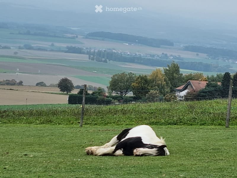 2 familles cherchent maison/ferme/appart + place chevaux (1)