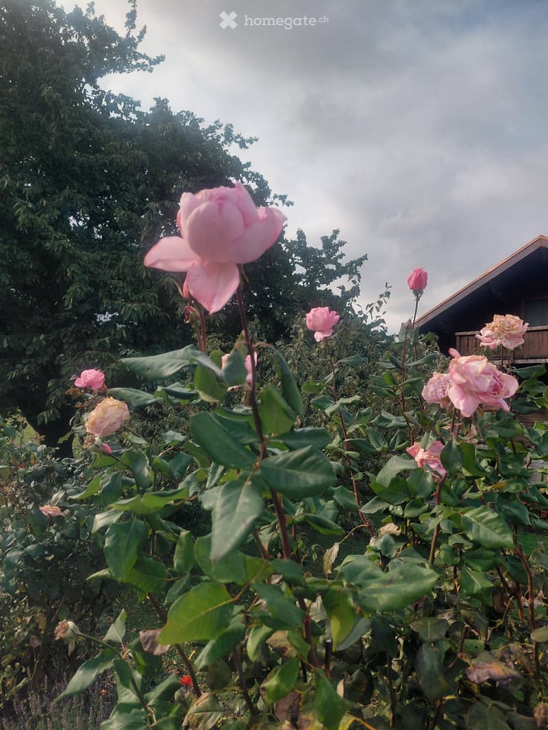 Cherche appartement à Aigle (2)