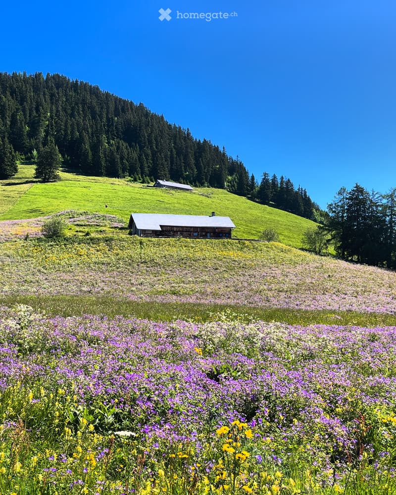 Chalet à louer au calme à Leysin pour saison hiver 26/27 (3)