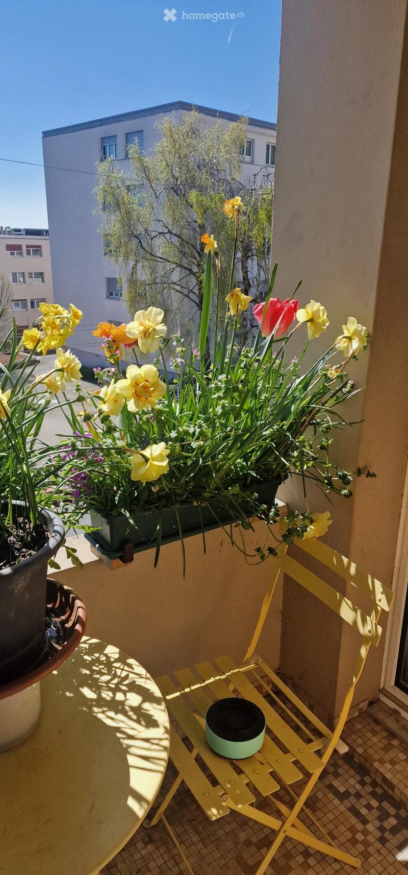 Zu vermieten 3 Zimmerwohnung in neuchatel (1)