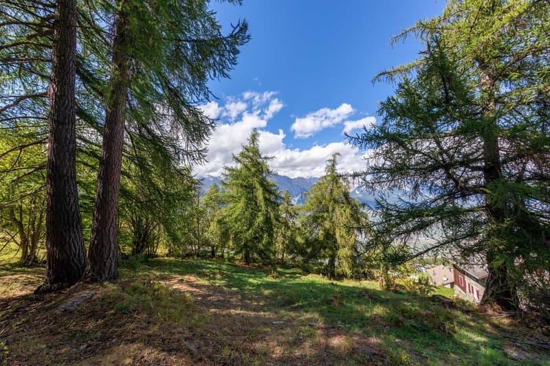 open lawn, evergreen trees, mountain in the background, house in the distance