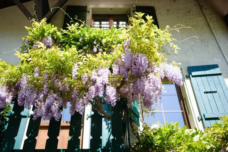 Maison de charme au coeur de Bernex (1)