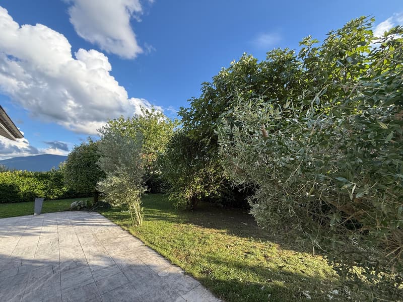 Green grass, trees, olive trees, clear blue sky, pathway