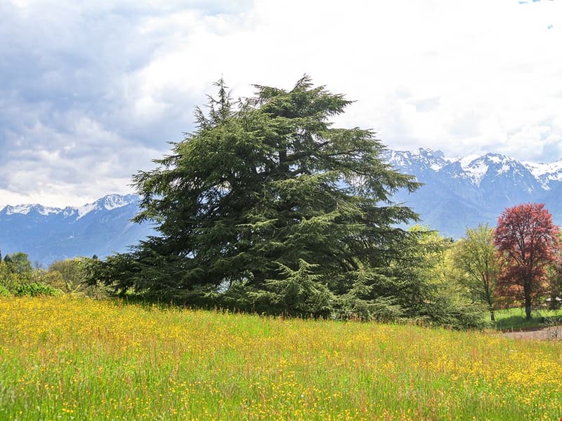 BLONAY - PROPRIETE DE CHARME - 13.0 PIECES | homegate.ch