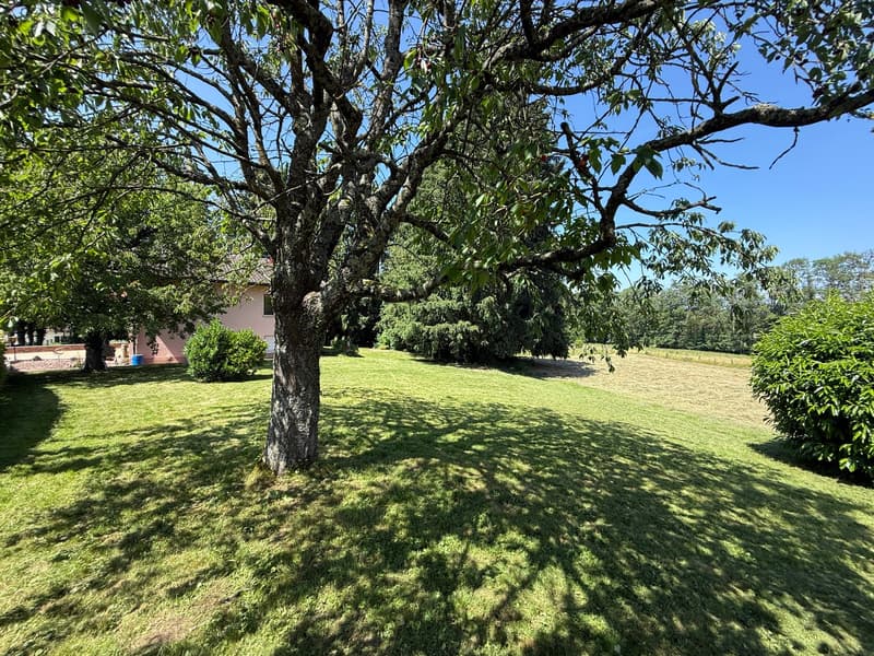 Réf: 11168*** Région frontalière, Sect. Hégenheim / Hagenthal: belle maison conviviale env. 130 m² (29)