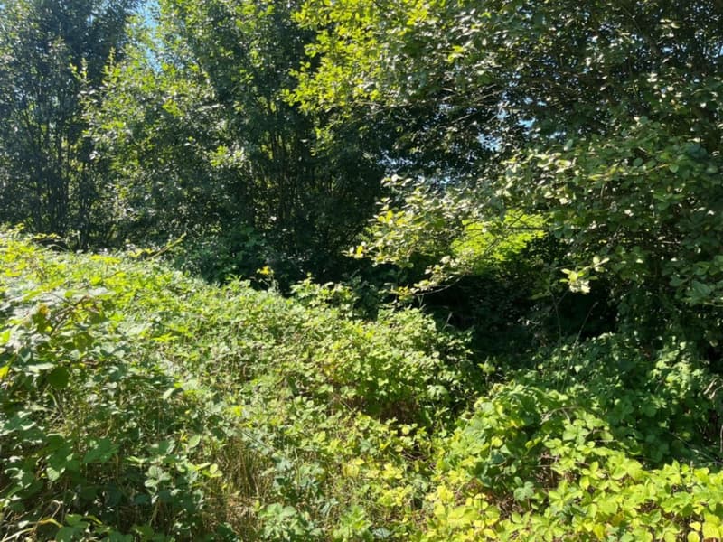 Réf: 11152*** Sect. Ferrette (à 10 min): Terrain de 13 ares dont env. 7,5 ares de constructible (3)