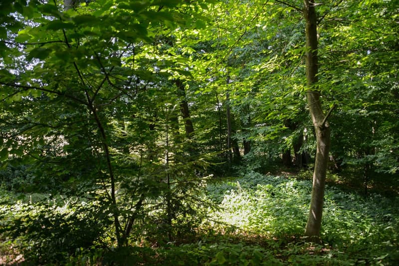 Folgensbourg – Freistehendes Einfamilienhaus mit großem Grundstück und privatem Wald (27)