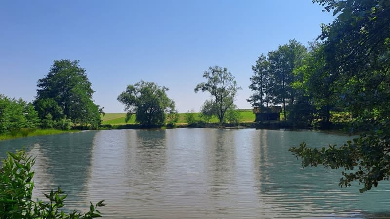 Freizeitgrundstück mit 2 Teichen in Saint-Ulrich (68210) – 10.100 m² (6)