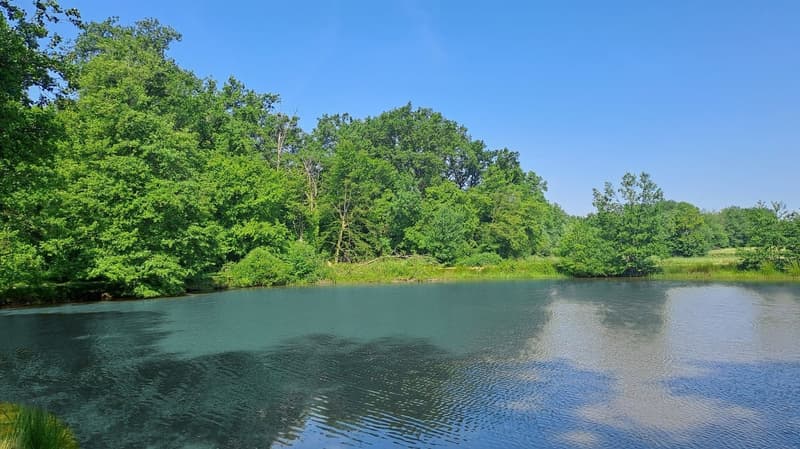 Freizeitgrundstück mit 2 Teichen in Saint-Ulrich (68210) – 10.100 m² (4)