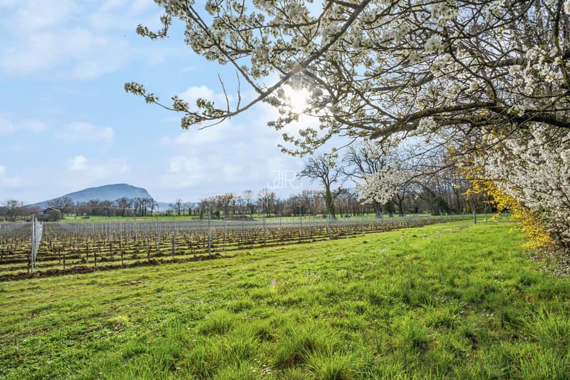 Magnifique propriété à Presinge (2)