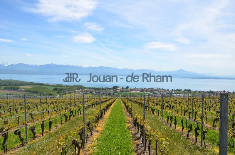 Magnifique propriété hauts de Nyon (1)