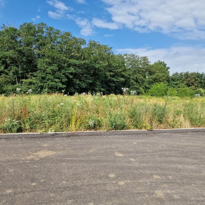 Empty field with green grass and trees.