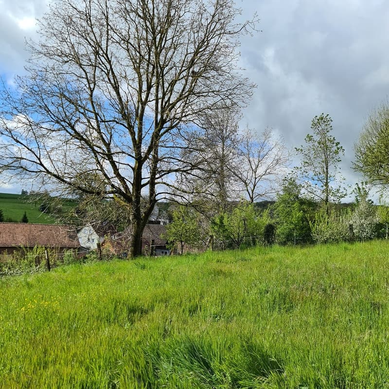 Maison unifamiliale neuve dans un quartier calme de Buschwiller (3)