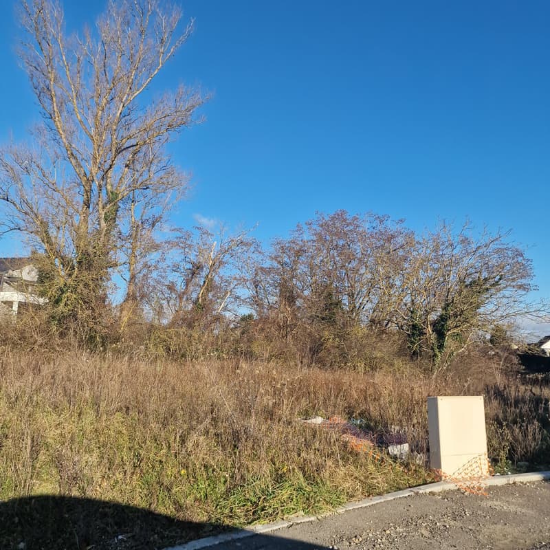Trees, bushes, dry grass, electric meter box on roadside