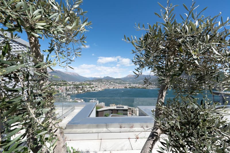 The image shows a scenic view of a coastal city surrounded by mountains. The foreground features olive trees with lush green foliage, and the background reveals a panoramic view of the city, harbor, and the body of water, likely a lake or bay. The sky is