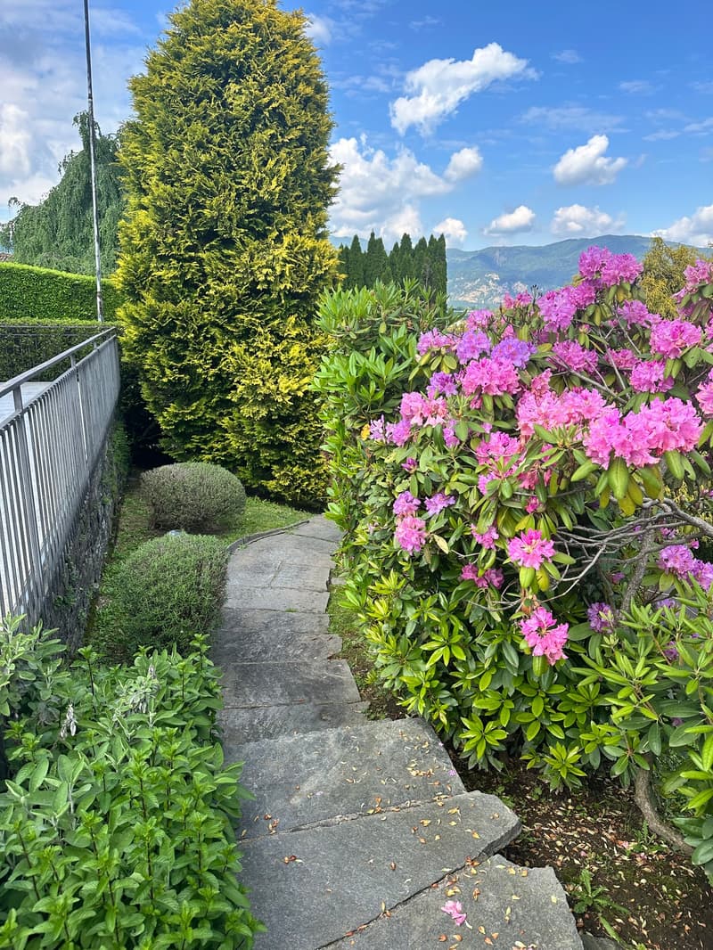 Lush garden with a stone pathway, vibrant pink rhododendron flowers, tall evergreen trees, and a scenic mountain view in the background.