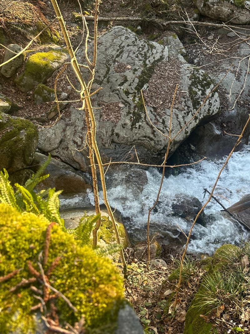 rocks, moss, plants, stream