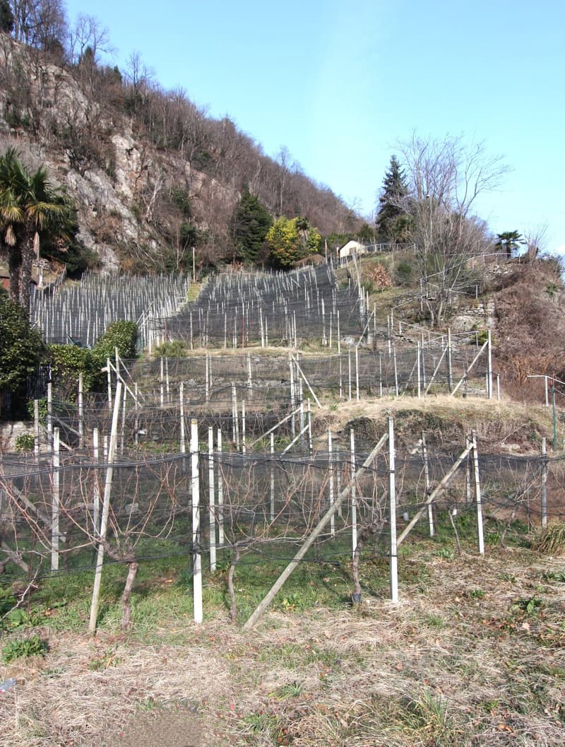 Terreno vignato/agricolo, con 400 gambe di merlot (2)