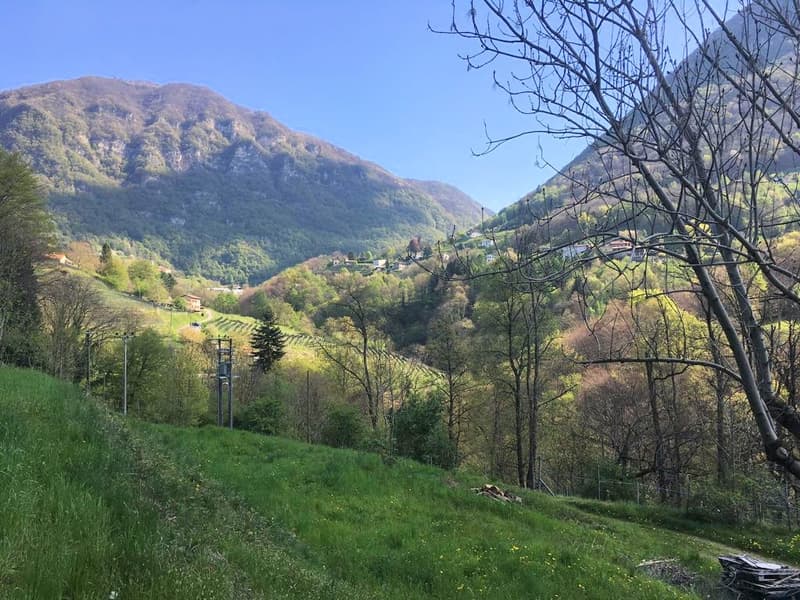 Terreno edificabile di 1300 mq immerso nella natura (8)