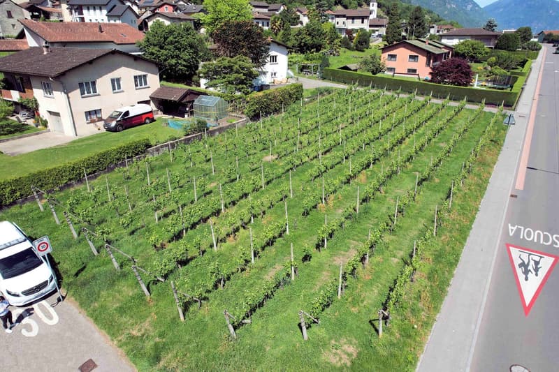 Terreno edificabile in zona comoda ben servita e soleggiata (3)