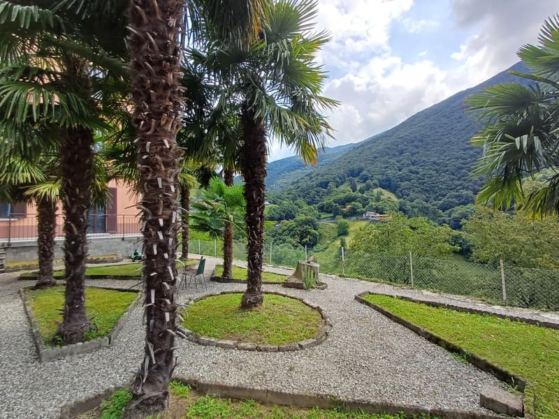 Garden with gravel path, large palm trees, bench, mountain view in background.
