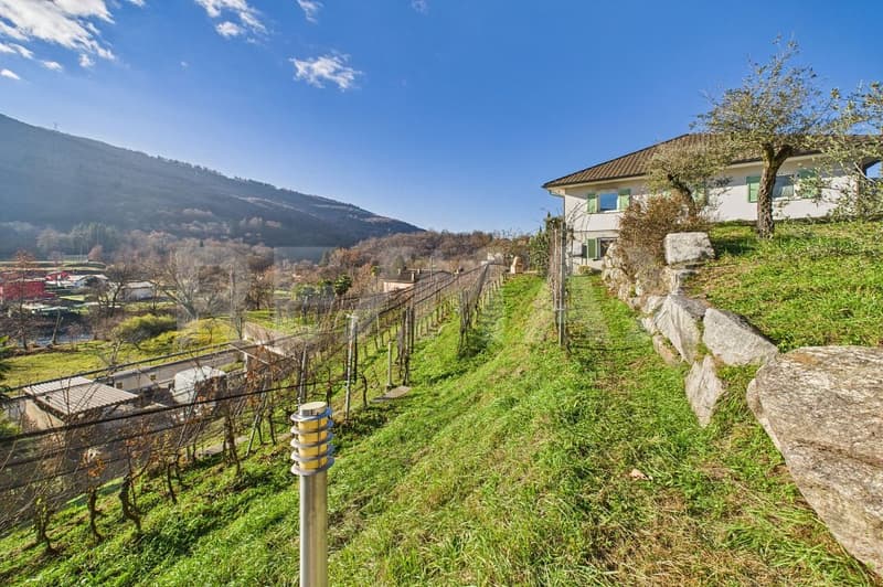 1'708 m² di terreno edificabile con vigneto Tresa (Ponte Cremenaga) (2)