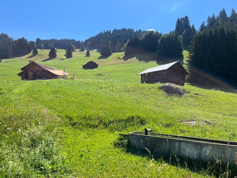 Idyllisches Maiensäss mit Stall in Sevgein (Ilanz/Glion) (4)