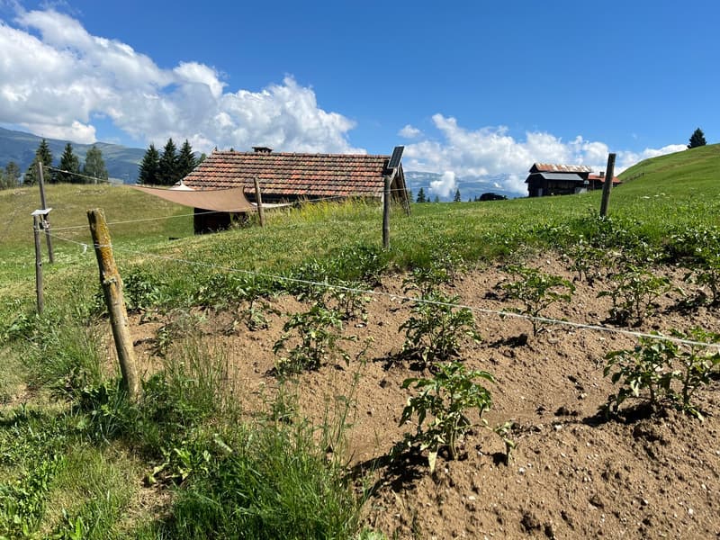 Idyllisches Maiensäss mit Stall in Sevgein (Ilanz/Glion) (17)