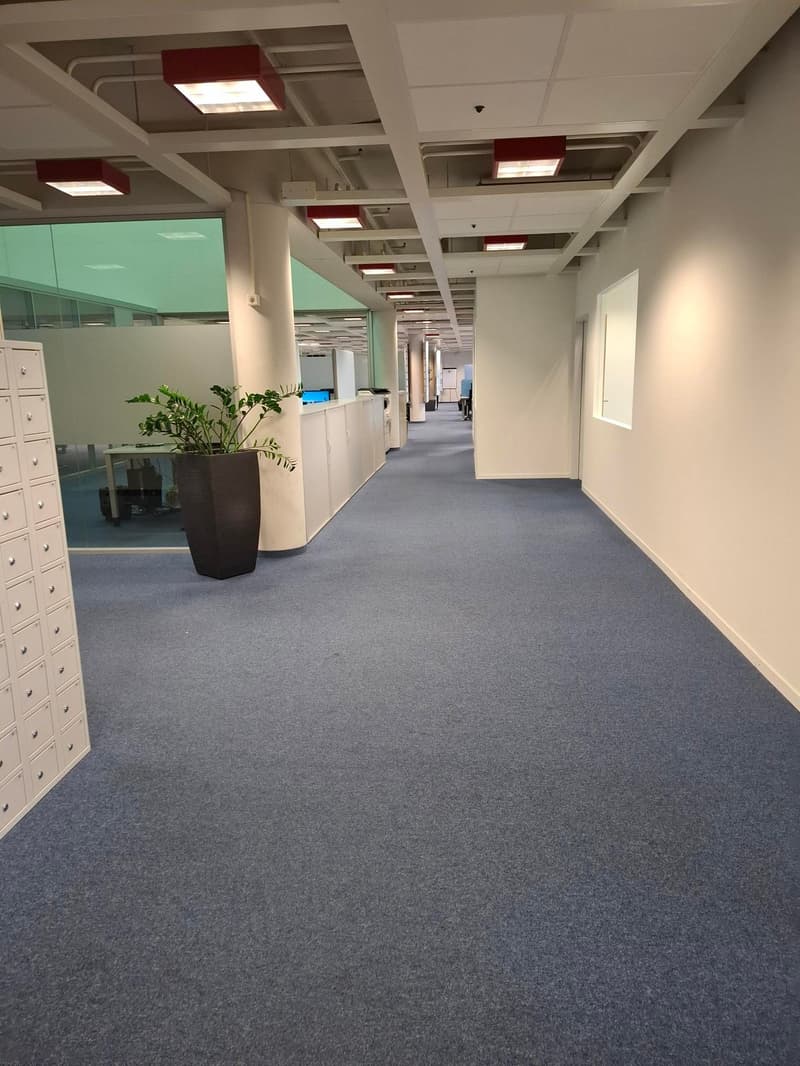 empty office corridor, blue carpet, white walls, office room with plants