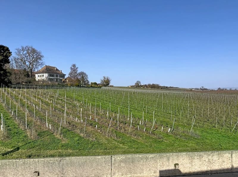 Duplex 4.5 pièces au dernier étage avec vue sur le Léman, les Alpes et les vignobles (9)