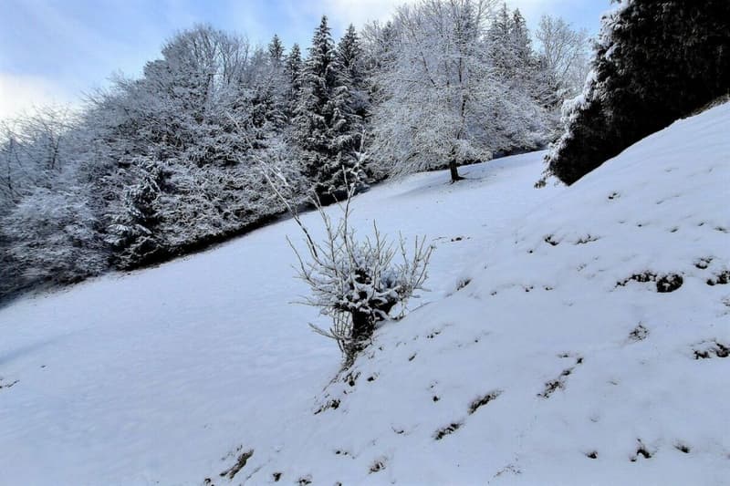 Terrain - Parcelles 1246 - 1247 copie (5)